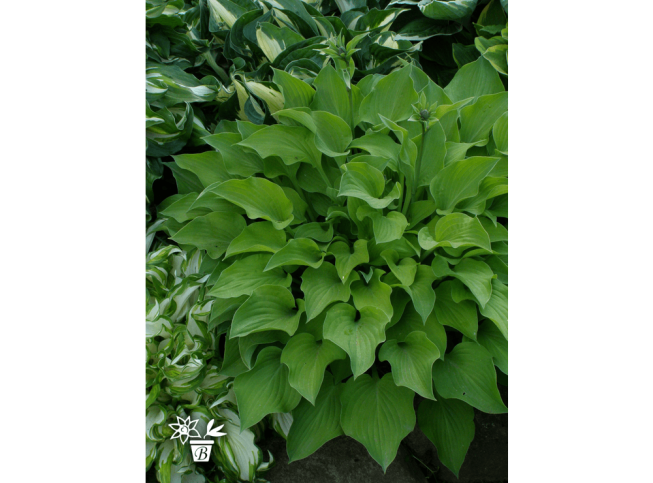 Hosta   'Paradise Goldheart'